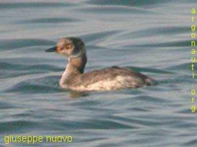 Svasso collorosso